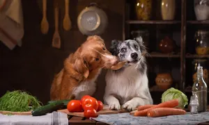 Đi học nấu ăn cho thú cưng